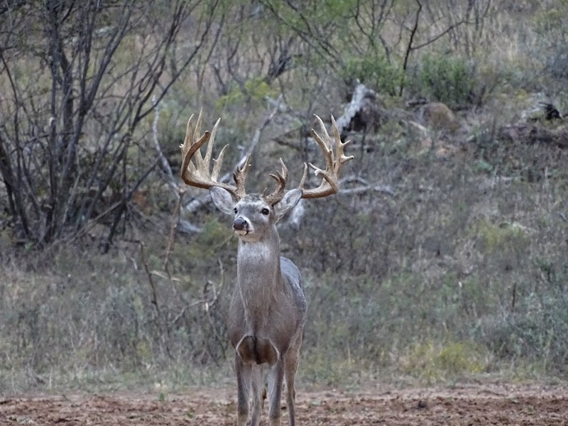Squaw Mountain Ranch - Photo 2