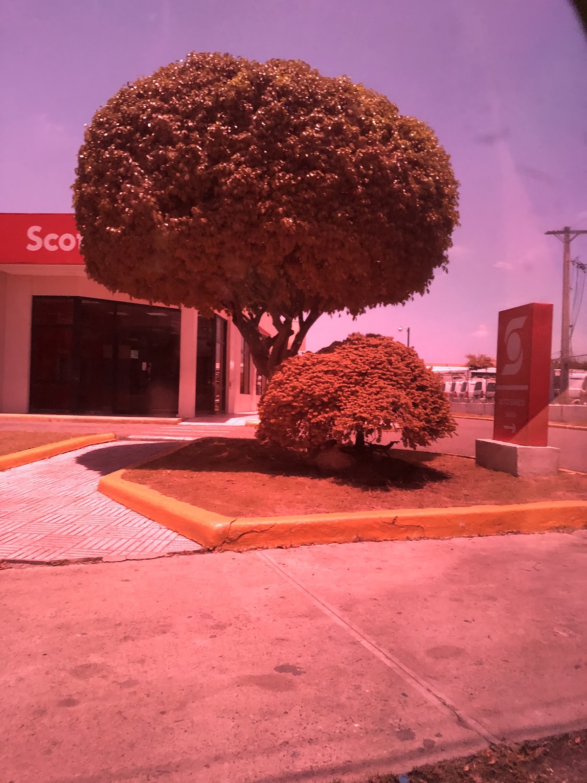 Scotiabank Las Colinas - Imagen 3