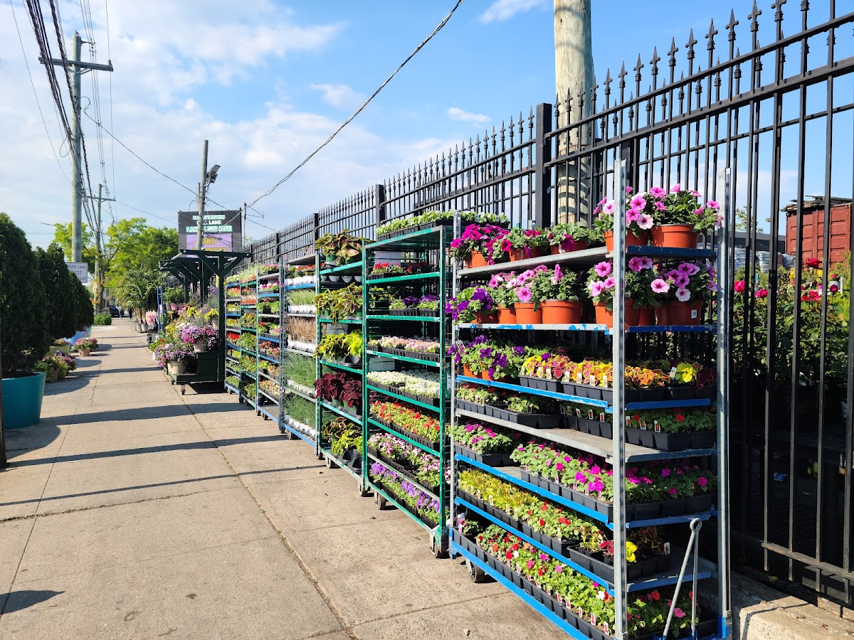 Dragonetti Florist & Garden Center: Google Places image 4