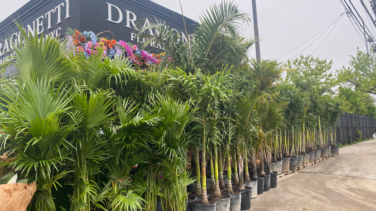 Dragonetti Florist & Garden Center: Google Places image 2