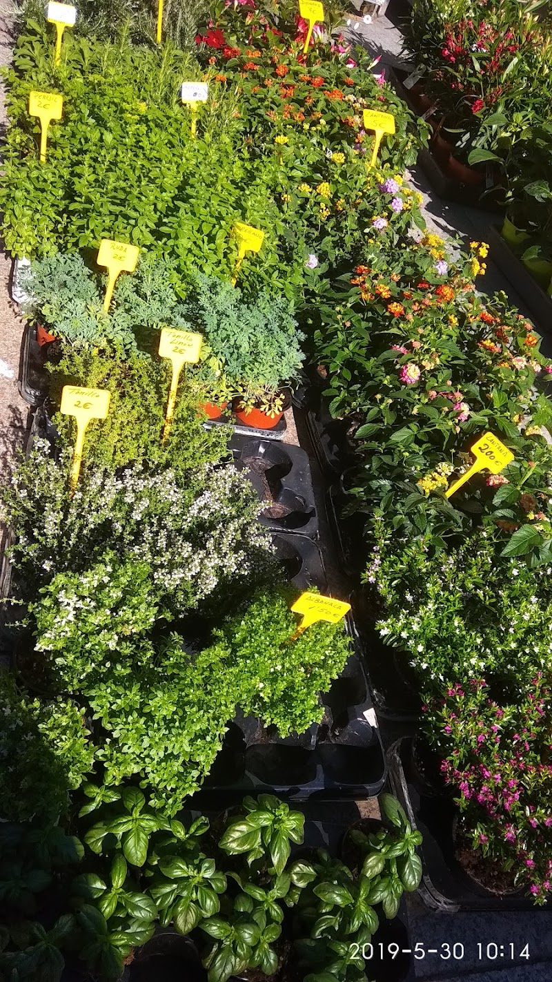 Mercadillo de Celanova photo 2