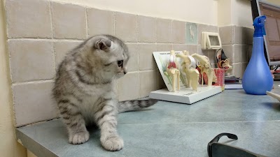 בית חולים וטרינרי - אנימל