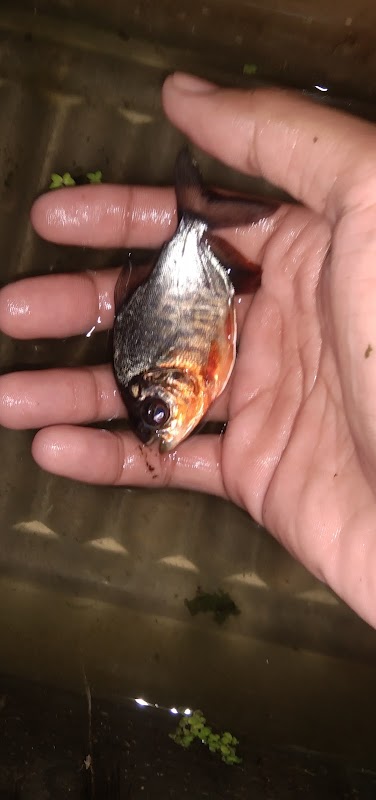 Jynx zel bettas