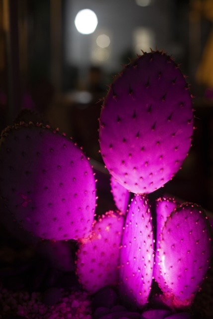 Pink Cactus Charleston photo 3