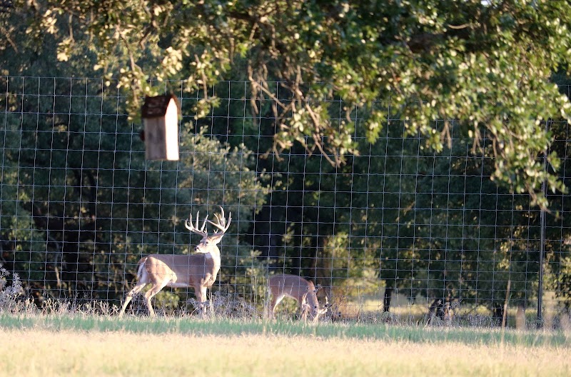 Wild Rocking P Hunting Ranch - Photo 1