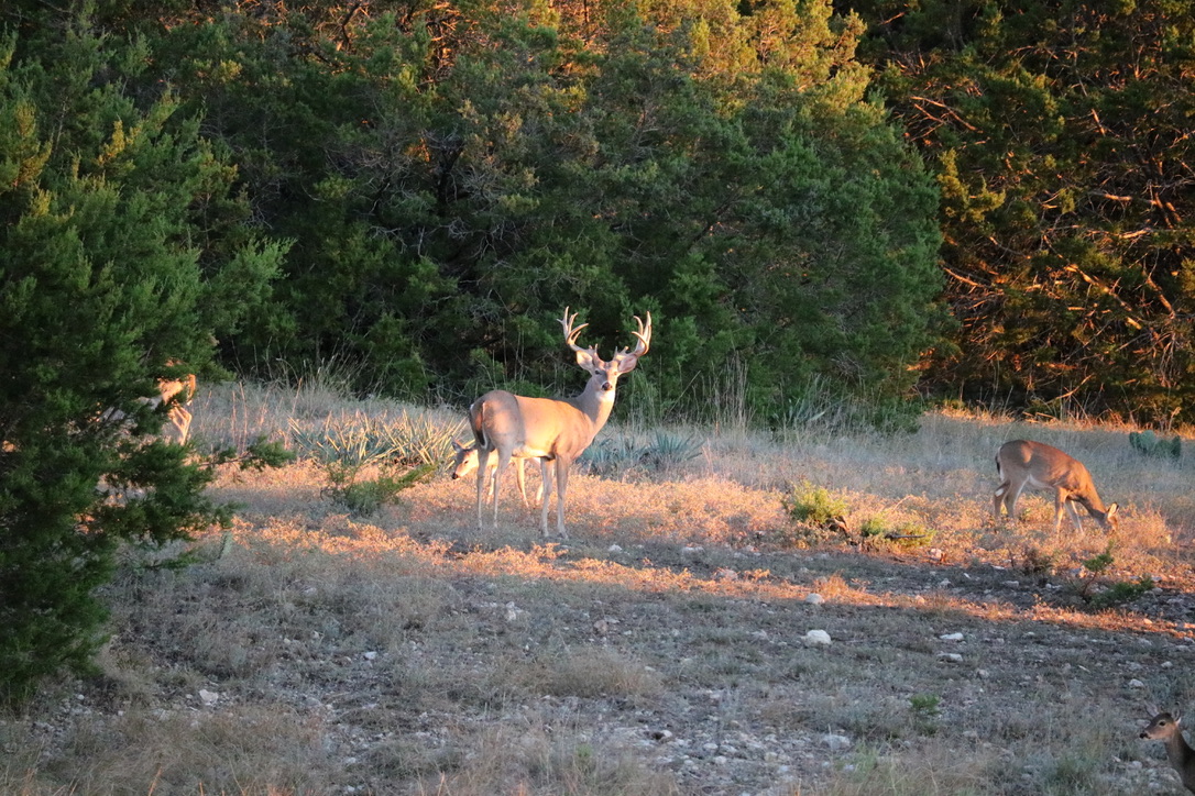 Wild Rocking P Hunting Ranch