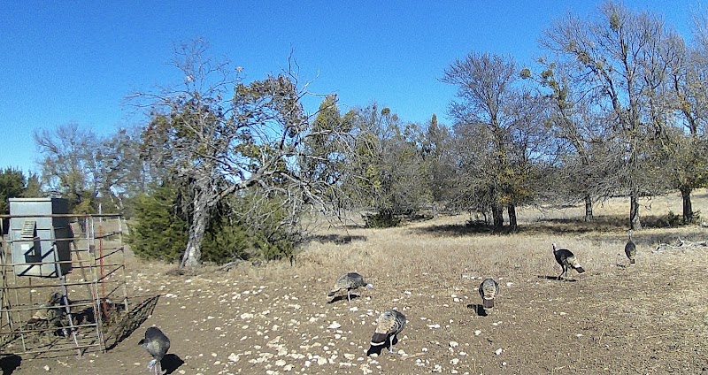 Wild Rocking P Hunting Ranch - Photo 4