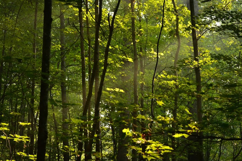 Mill Creek Cafe photo 3