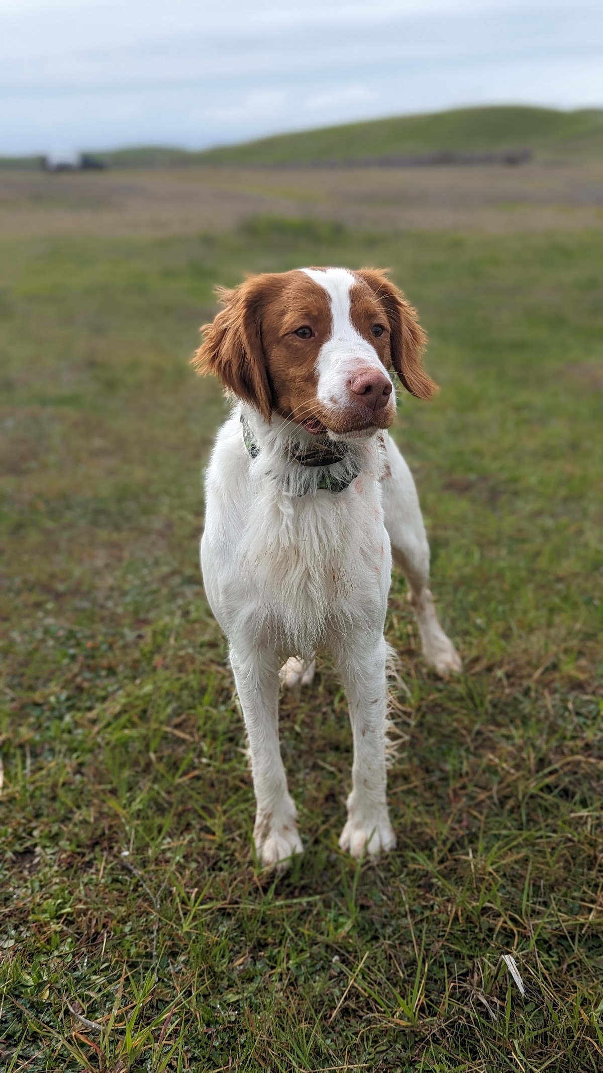 Rambo's Pheasant Club & Sporting Clays