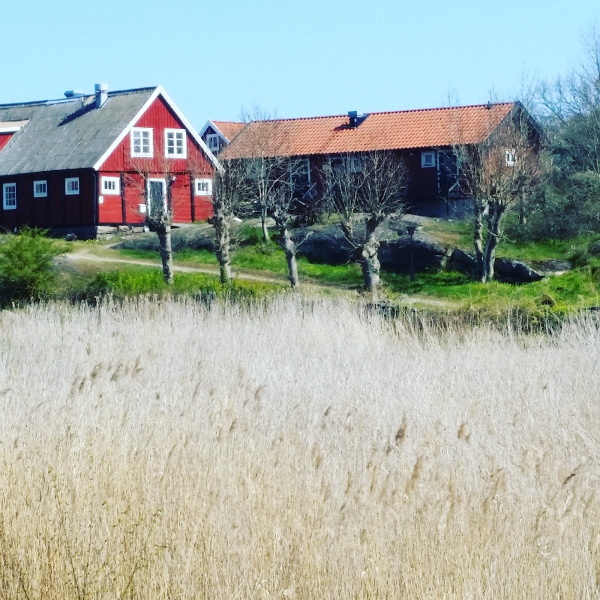 Tjärö
