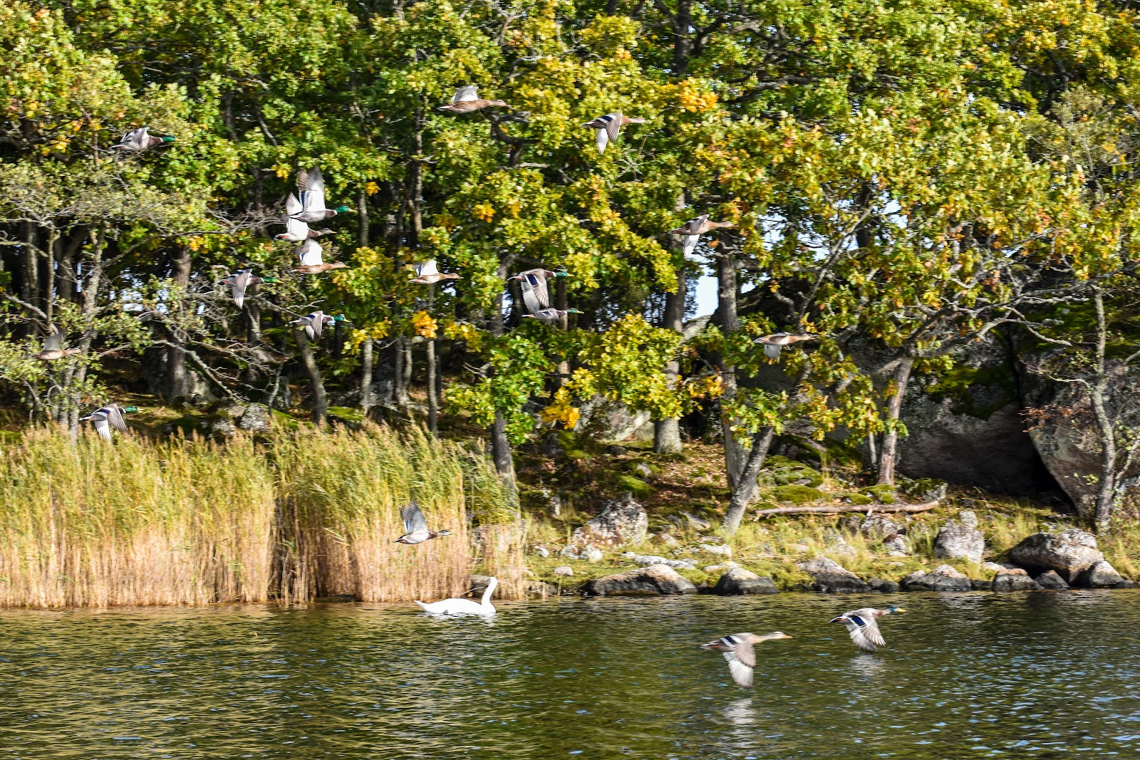 Tjärö