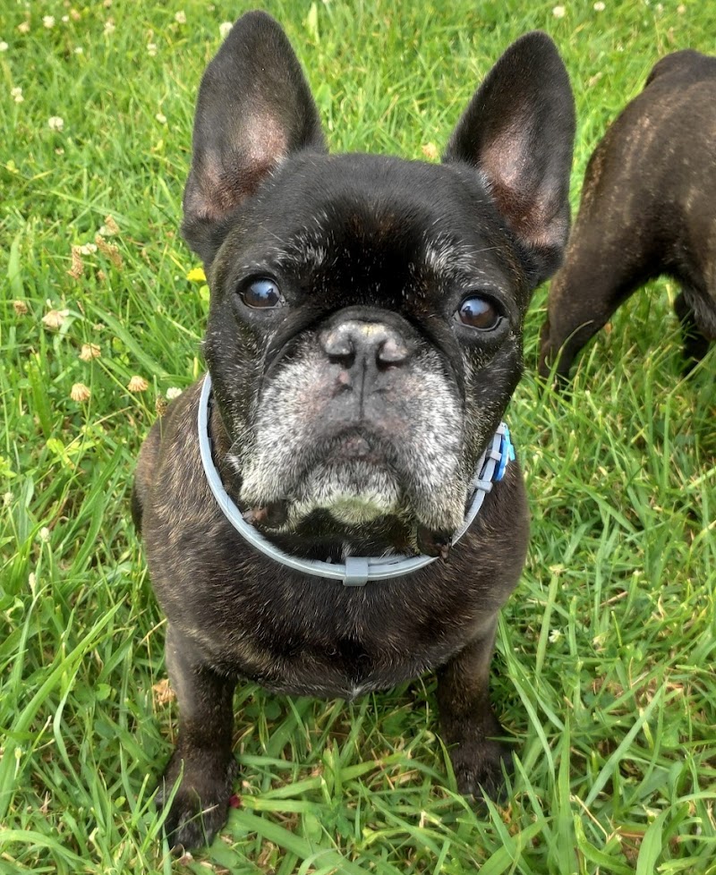 VeTerapia Centro veterinario y rehabilitación