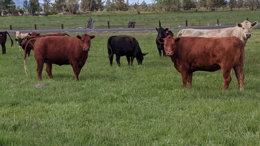 Oregon Valley Farm