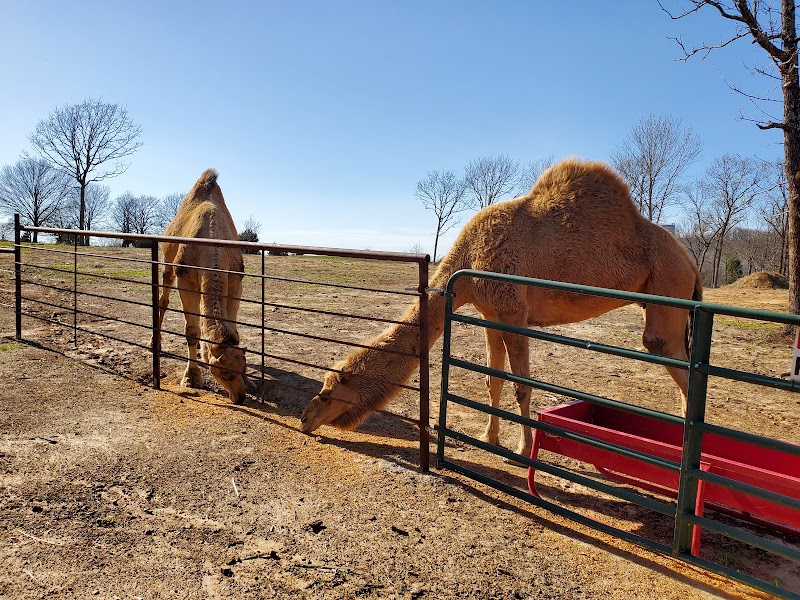 Coble Highland Ranch & Getaways - Photo 6