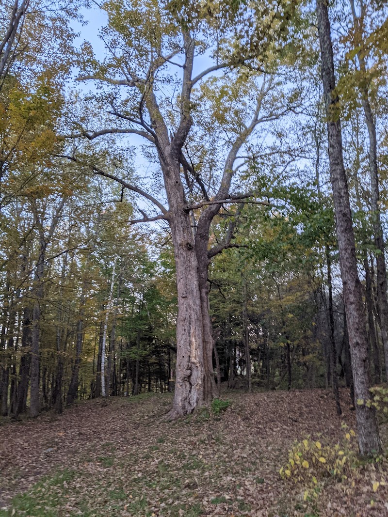 Center Chains Disc Golf Course photo 3