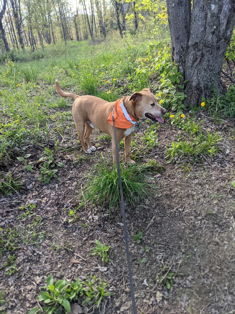 Center Chains Disc Golf Course photo 2