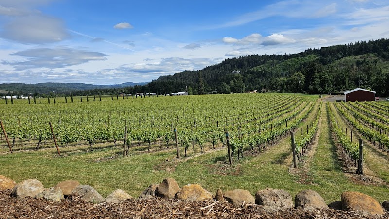 Paradis Vineyards photo 3