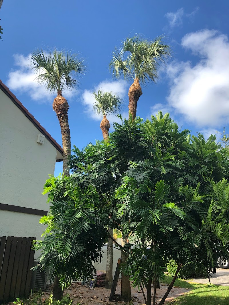 Spider-Man Tree services photo 4