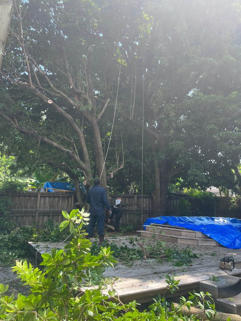Spider-Man Tree services
