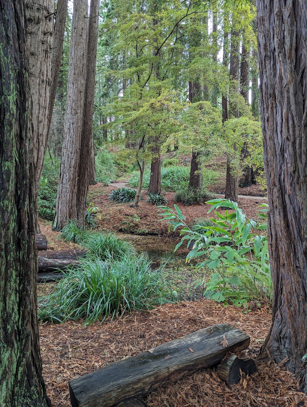 Blake Garden UC Berkeley photo