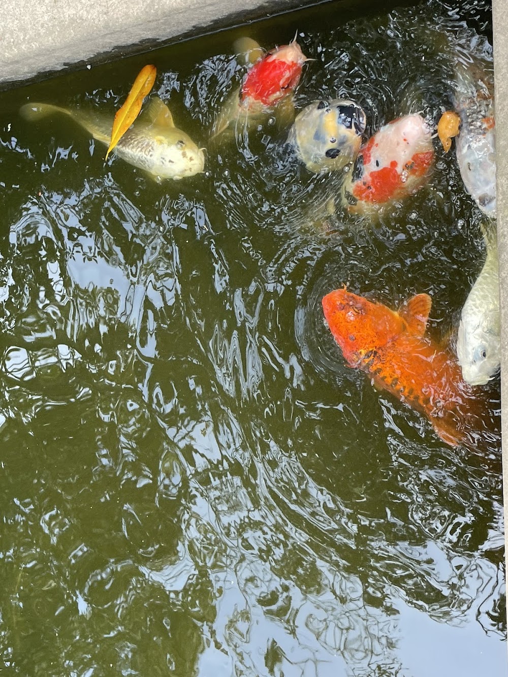 customer photo 2 of Blake Garden UC Berkeley