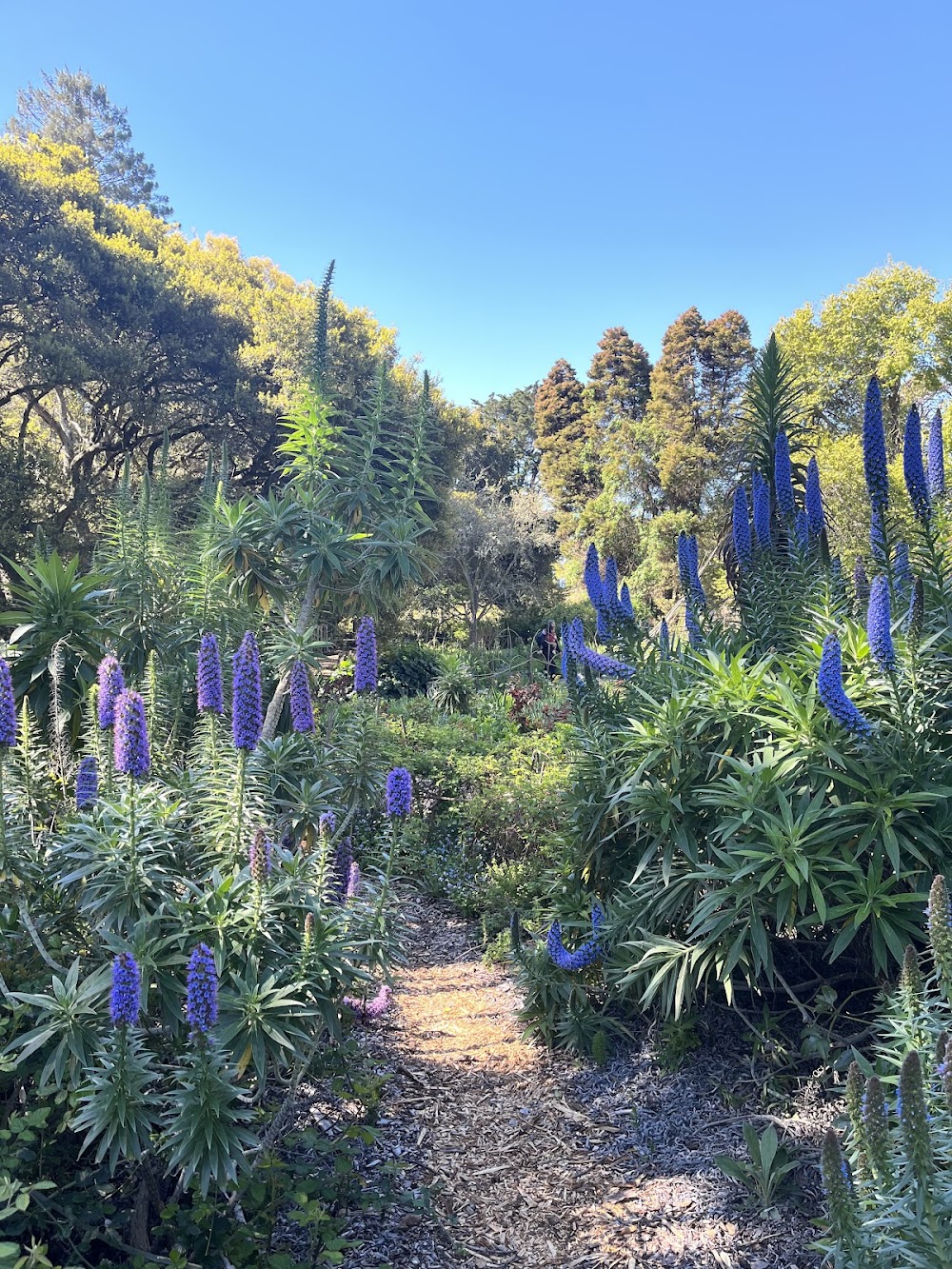 customer photo 3 of Blake Garden UC Berkeley