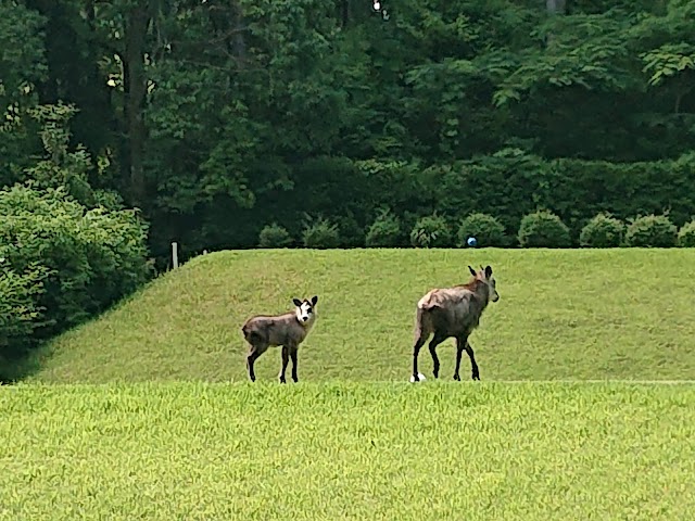 Sakura Country Club - Photo 9