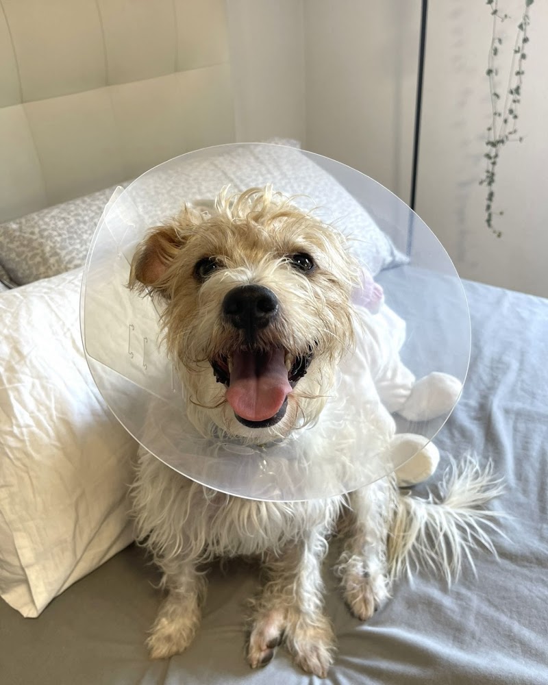 Clínica Veterinària Diagonal (VETERALIA)