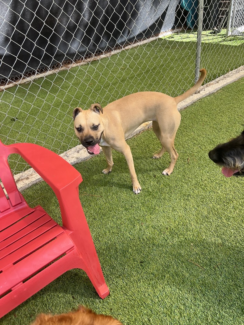 Surf City Pawville - Pet Boarding, Grooming, Daycare, Training