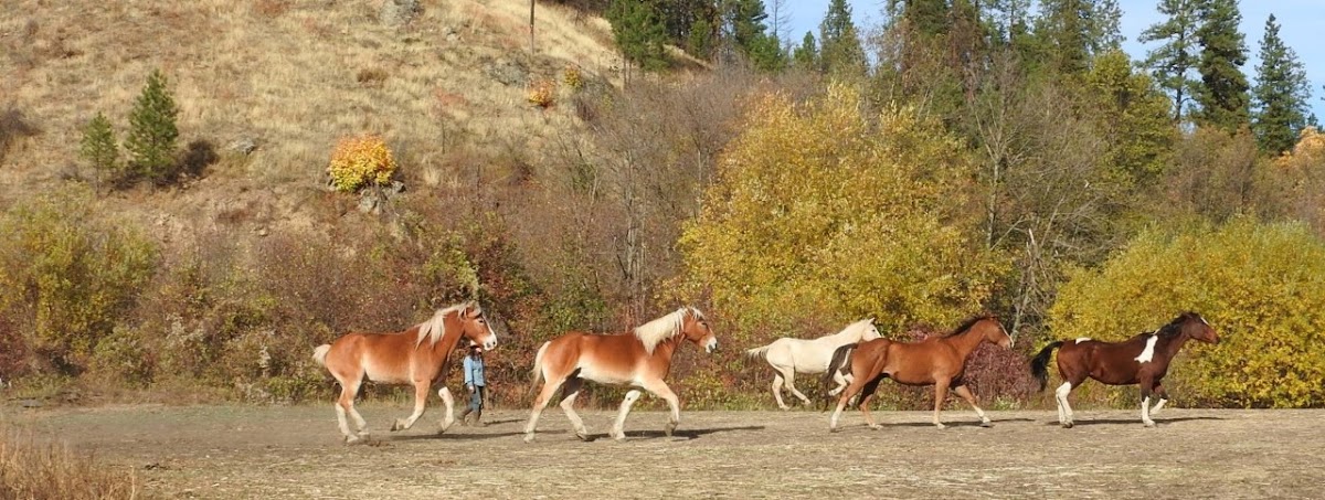 Eagle Creek Ranch Leavenworth WA. Horseback Riding ,Horse rides
