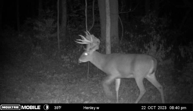 whitetail chasers llc