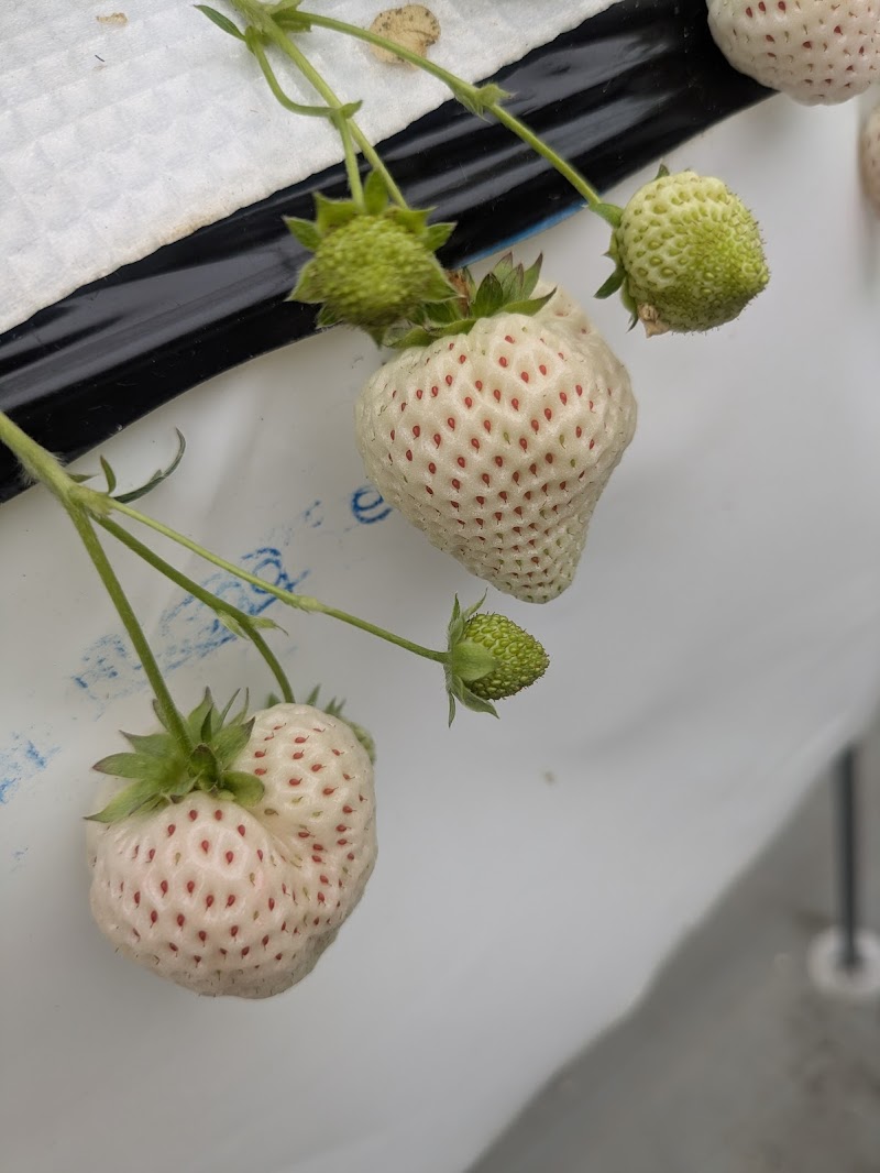 道の駅 アグリパーク竜王