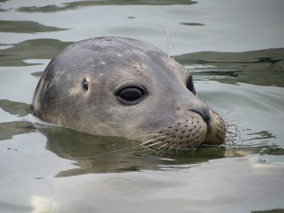 SEA LIFE Hunstanton