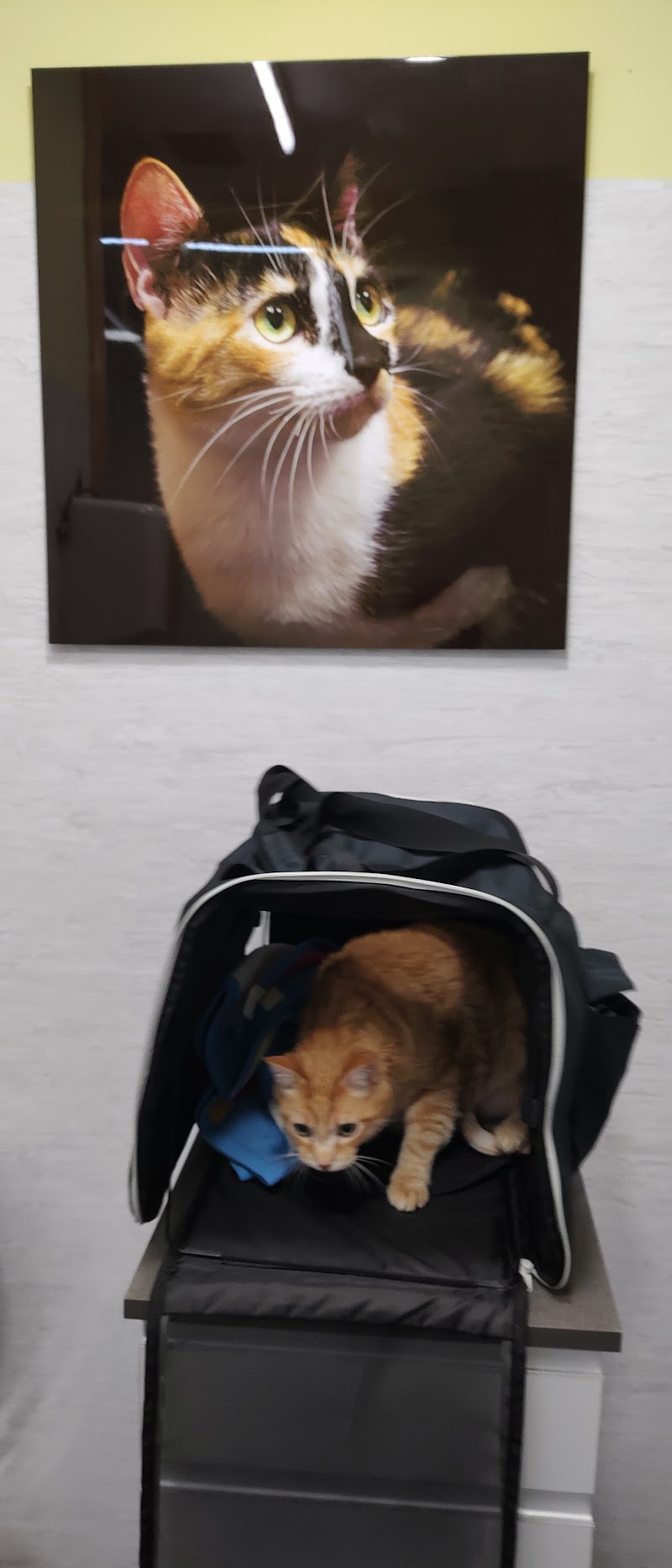 Clínica veterinaria Burlada