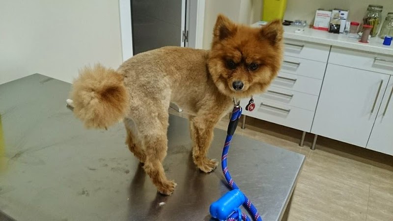 Clinica Veterinaria Santiago Martínez