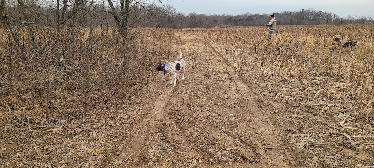 Harker hunts and gamebirds