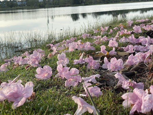 Permai lake garden - Photo 1