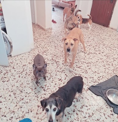 פנסיון ביתי kingdog