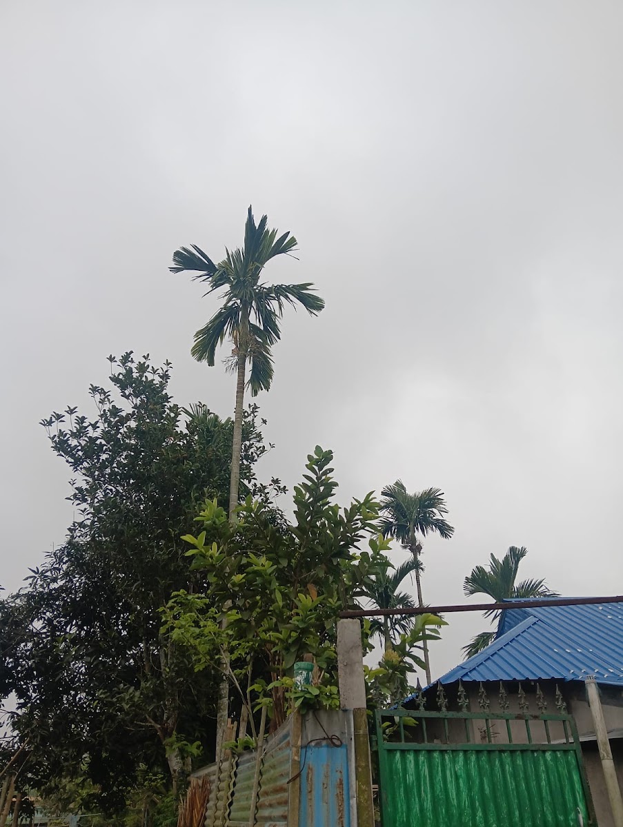 Juni House Google photo 4