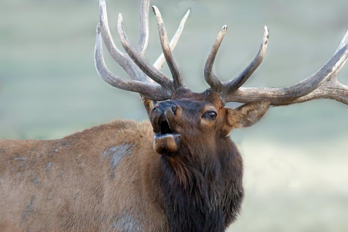 Thunder Mountain Elk Ranch