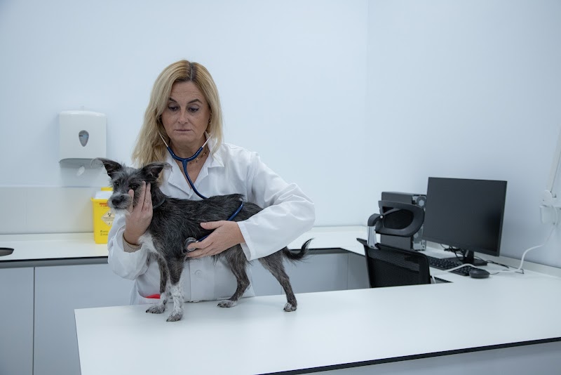Hospital Veterinario Universitario UCAM