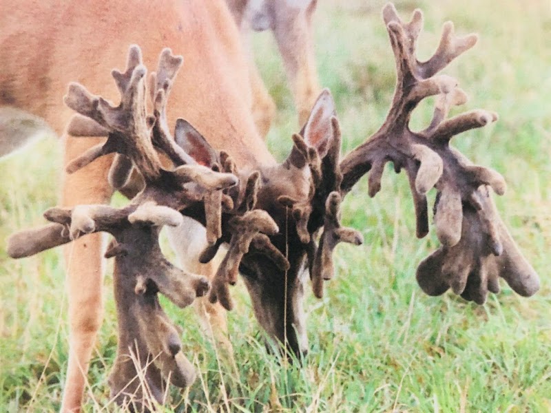 Antler Ranch - Photo 1