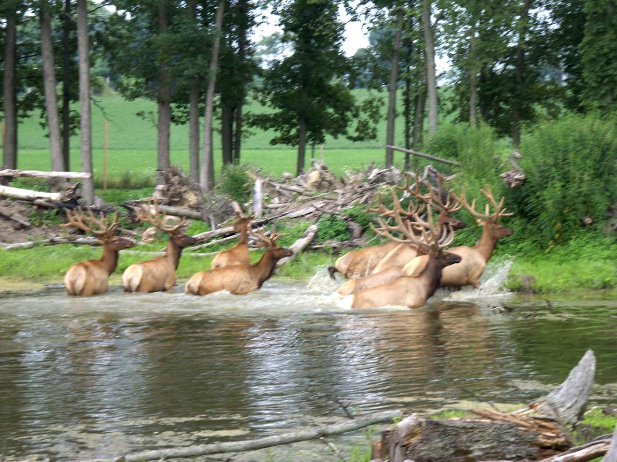 Antler Ranch