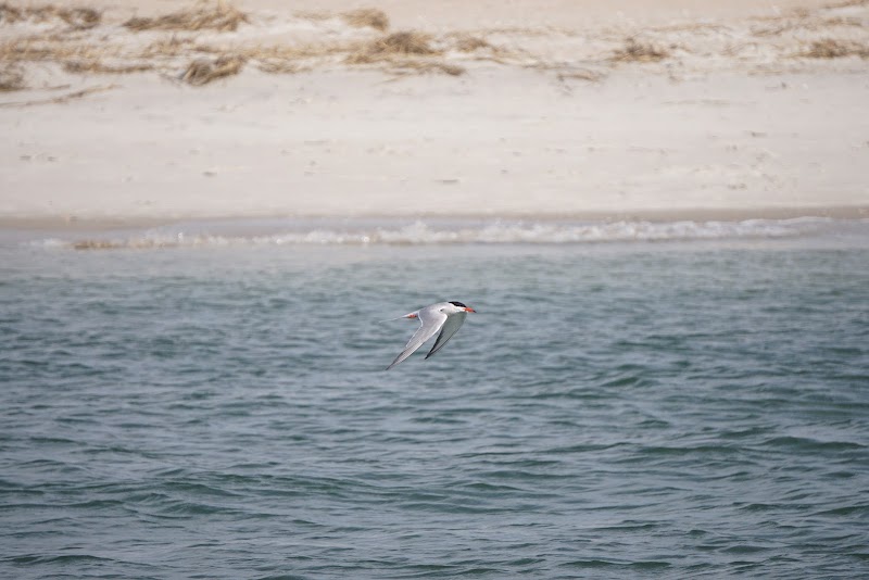 Wrightsville Beach Scenic Boat Tours