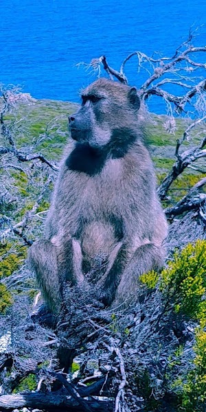 Cape Point