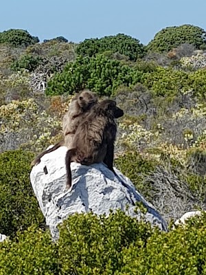 Cape Point