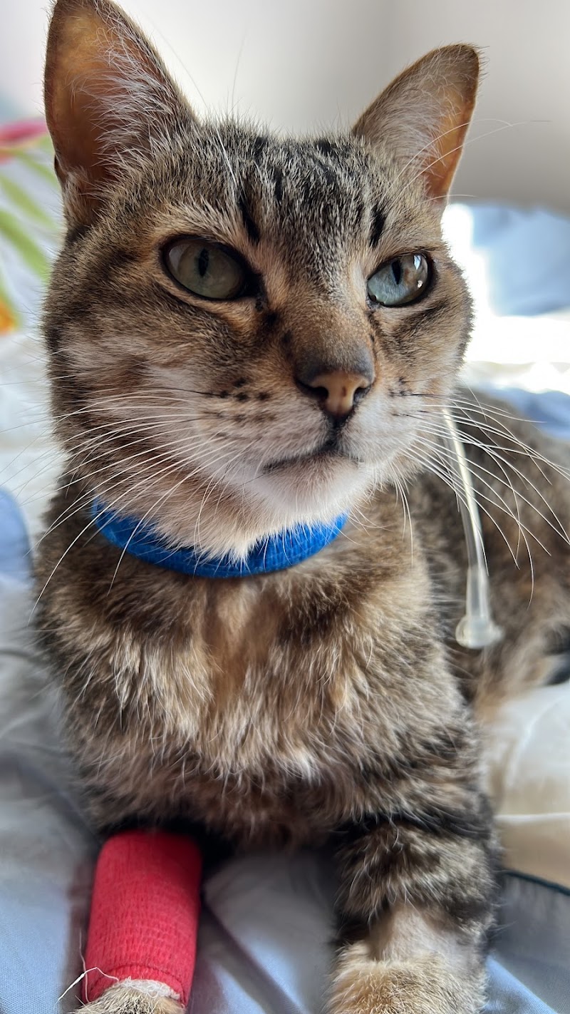 Hospital Veterinario Pamplona - Iruñeako Animali Herietxea