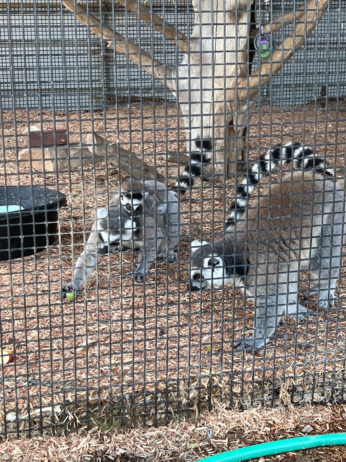 Rebel Hill Guest Ranch