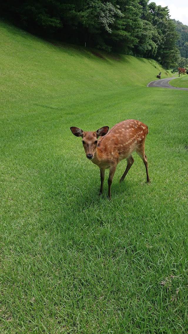 Shuzenji Country Club - Photo 5
