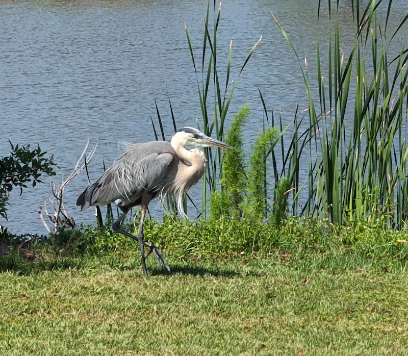 Twin Isles Country Club photo 4